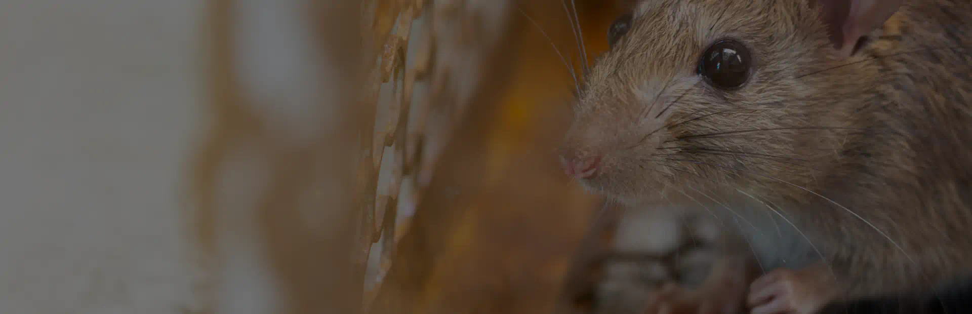 rodent control breadcrumb hero